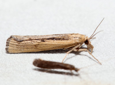 5413 - Sod Webworm - Pediasia trisecta