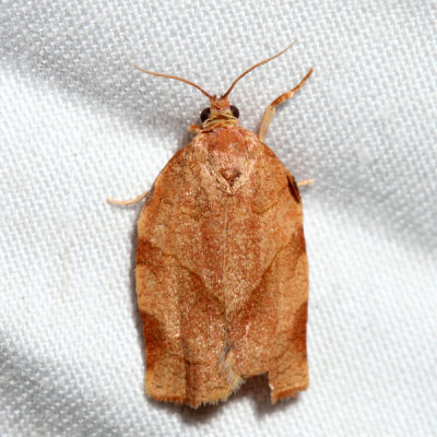 3635 Oblique-banded Leafroller Choristoneura rosaceana
