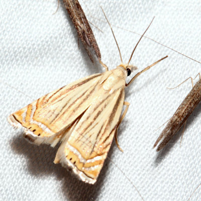 5391 Topiary Grass-veneer Chrysoteuchia topiarius