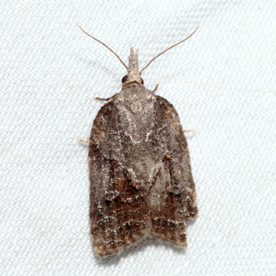 3740 Tufted Apple Bud Moth Platynota idaeusalis