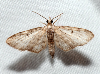 Eupithecia sp.