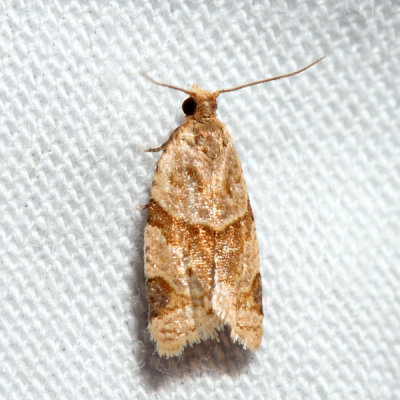3688 Garden Tortrix Clepsis peritana