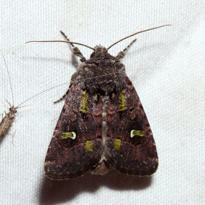 10397 - Bristly Cutworm - Lacinipolia renigera