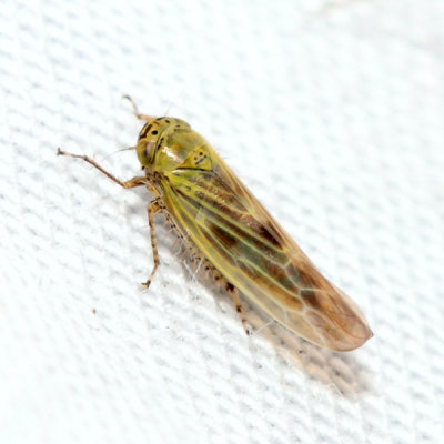 Aster Leafhopper - Macrosteles fascifrons