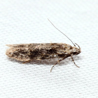1809 Coleotechnites Flower Moth Coleotechnites florae