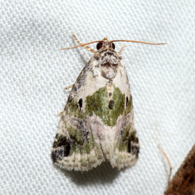 9049 - Black-dotted Glyph - Maliattha synochitis
