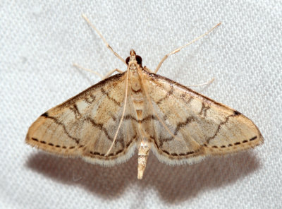 5182 Hollow-spotted Blepharomastix Blepharomastix ranalis