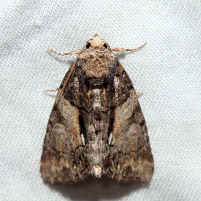 9556 - Cloaked Marvel - Chytonix palliatricula