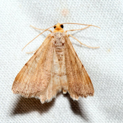 6340 Minor Angle Macaria minorata