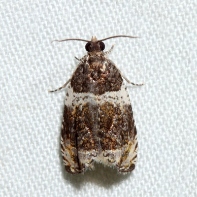 2812 Olethreutes valdanum
