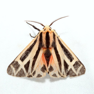 8169 Harnessed Tiger Moth Apantesis phalerata