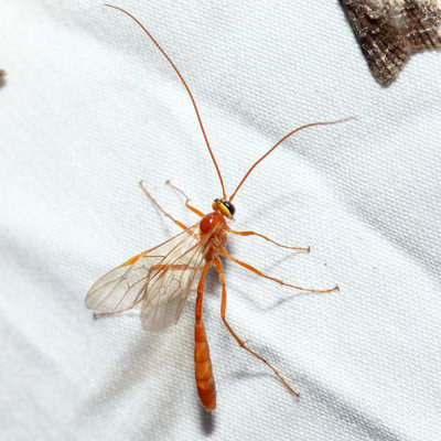 Ophion sp.