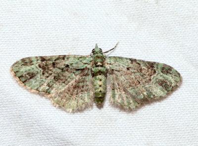 7625 - Green Pug - Pasiphila rectangulata