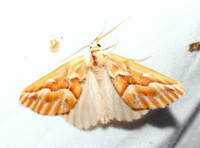 6864 - Northern Pine Looper - Caripeta piniata