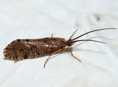 Banksiola crotchi