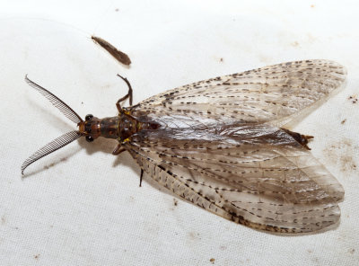 Summer Fishfly - Chauliodes pectinicornis