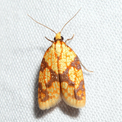 3695 - Sparganothis Fruitworm Moth - Sparganothis sulfureana
