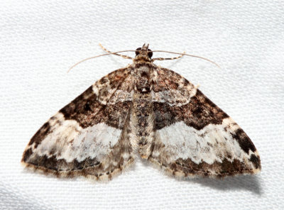 7399 Sharp-angled Carpet Euphyia intermediata