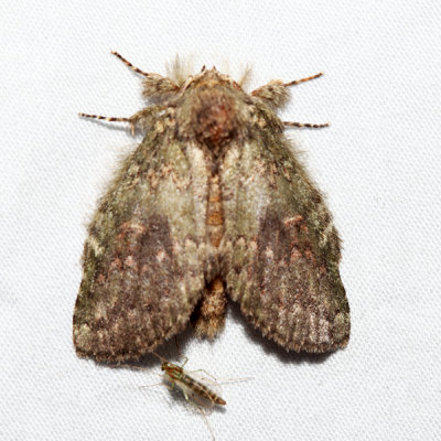 7995 Wavy-Lined Heterocampa Heterocampa biundata