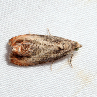 2804 Olethreutes hamameliana