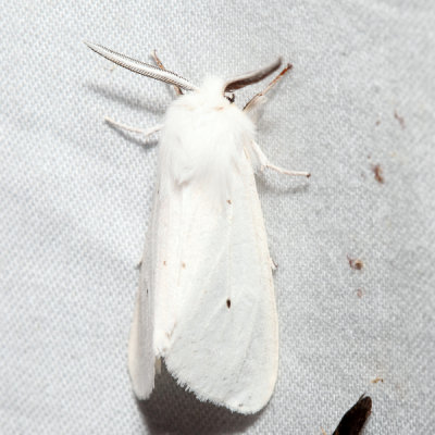 8137 Virginian Tiger Moth Spilosoma virginica