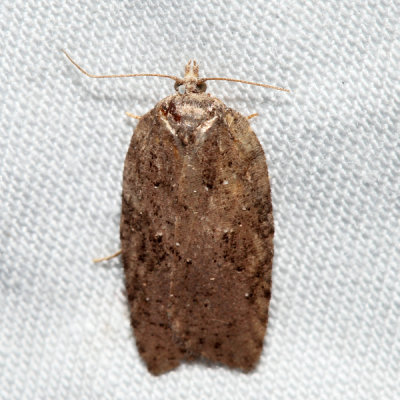 3527 Schaller's Acleris Acleris schalleriana