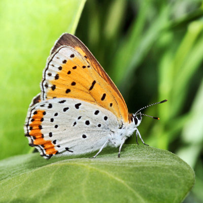 Bronze Copper - Lycaena hyllus