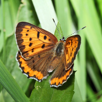 Bronze Copper - Lycaena hyllus