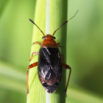 Capsus ater