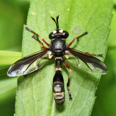 Physoconops obscuripennis