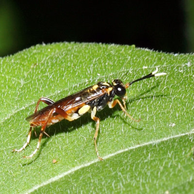Macrophya varia