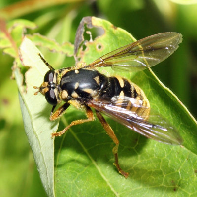 Temnostoma alternans