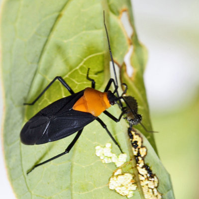 Prepops insitivus