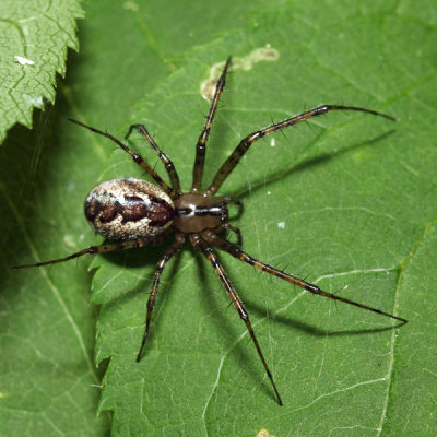 Hammock Spider - Pityohyphantes costatus
