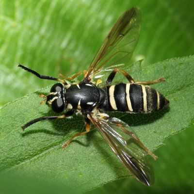 Temnostoma balyras