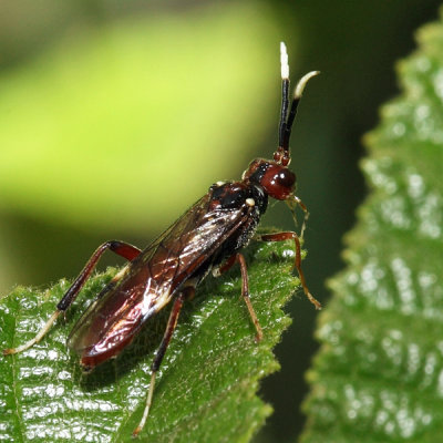 Macremphytus testaceus