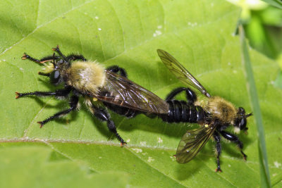 Laphria flavicollis