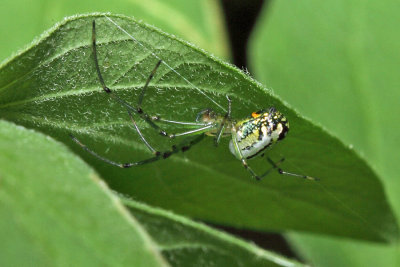 Orchard Orbweaver - Leucauge venusta