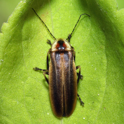 Photuris sp.