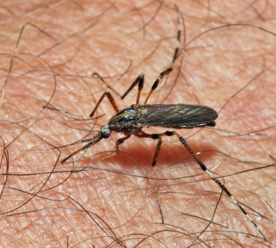 Gallinipper - Psorophora ciliata