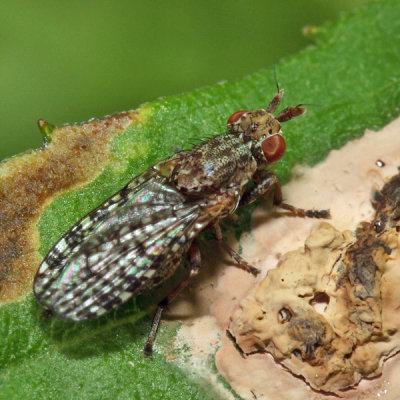 Marsh Fly - Dictya sp.