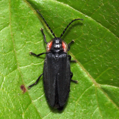 Pyropyga decipiens