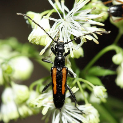 Strangalepta abbreviata