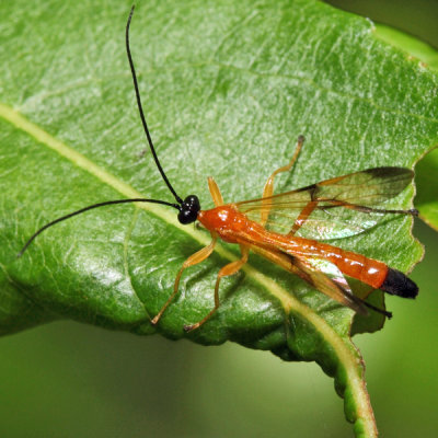 Acrotaphus wiltii