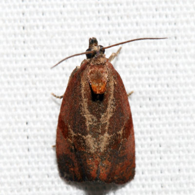 2866 – Spirea Leaftier Moth – Evora hemidesma