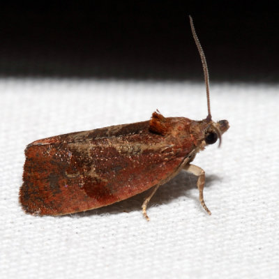 2866 – Spirea Leaftier Moth – Evora hemidesma