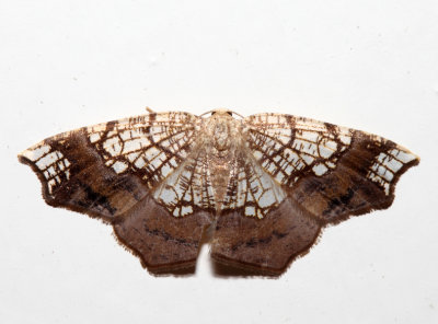 7010 - Horned Spanworm Moth - Nematocampa resistaria