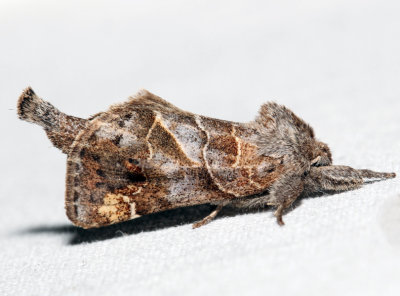 7898  Striped Chocolate-tip Moth  Clostera strigosa