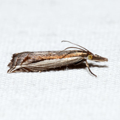 5393 – Diminutive Grass-veneer – Raphiptera argillaceellus