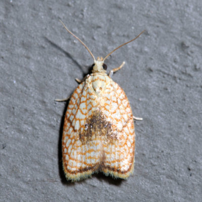 3501 – Maple Leaftier Moth – Acleris forsskaleana